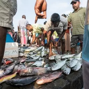 Fish Market