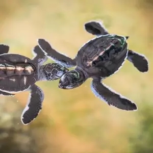 Turtle Hatchery