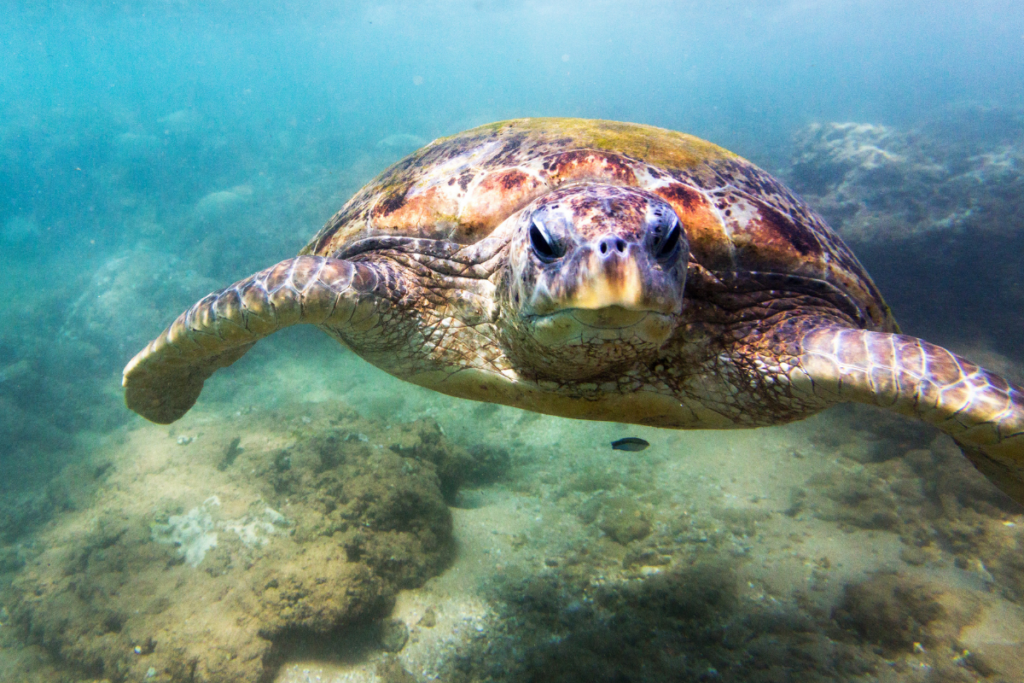 where to see turtles in Hikkaduwa