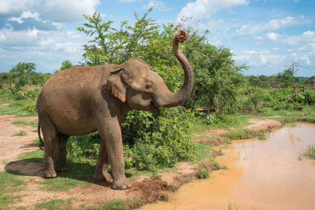 Elephant at udawalawa park