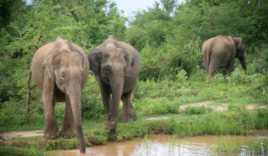 Udawalawe Elephants