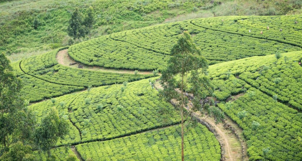 Travel Sri Lanka High land tea plantation