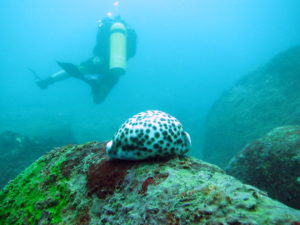 Hikkaduwa diving