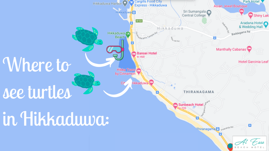 where to see turtles Hikkaduwa
