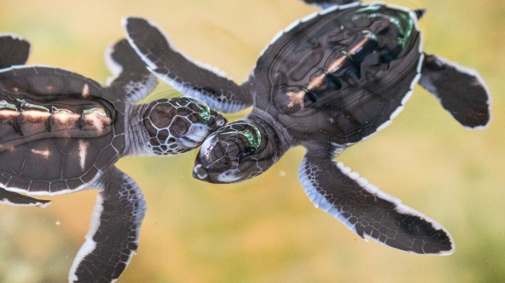 Turtle hatchery Hikkaduwa