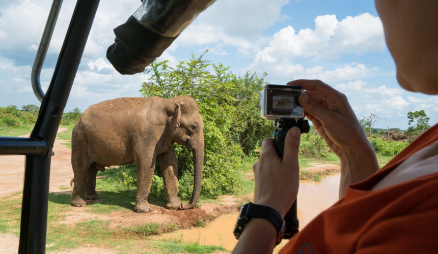 Udawalawe Elephants