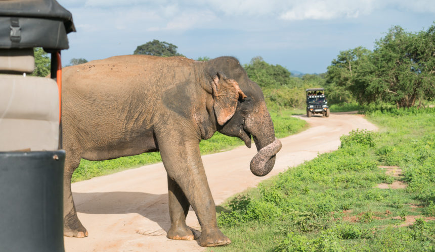 Udawalawe Elephants