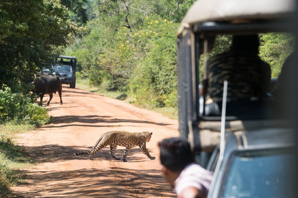 Travel Sri Lanka Yala safari