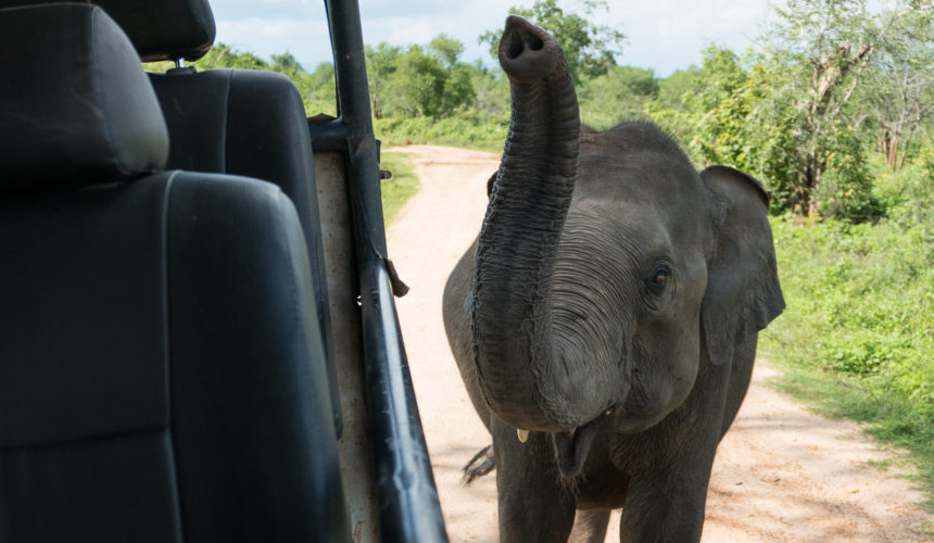 Udawalawe Elephants