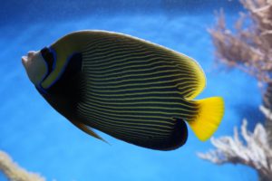 emperor angelfish diving sri lanka