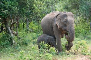Elephants Sri Lanka Travel At Ease