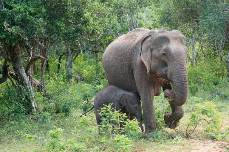 The best place to see elephants in Sri Lanka