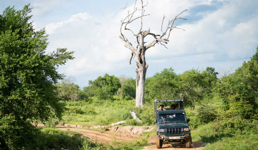 Udawalawe Elephants