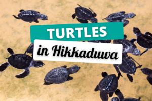 Turtles in Hikkaduwa