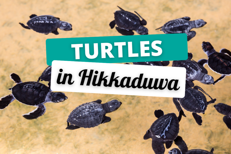 Where to see the turtles in Hikkaduwa