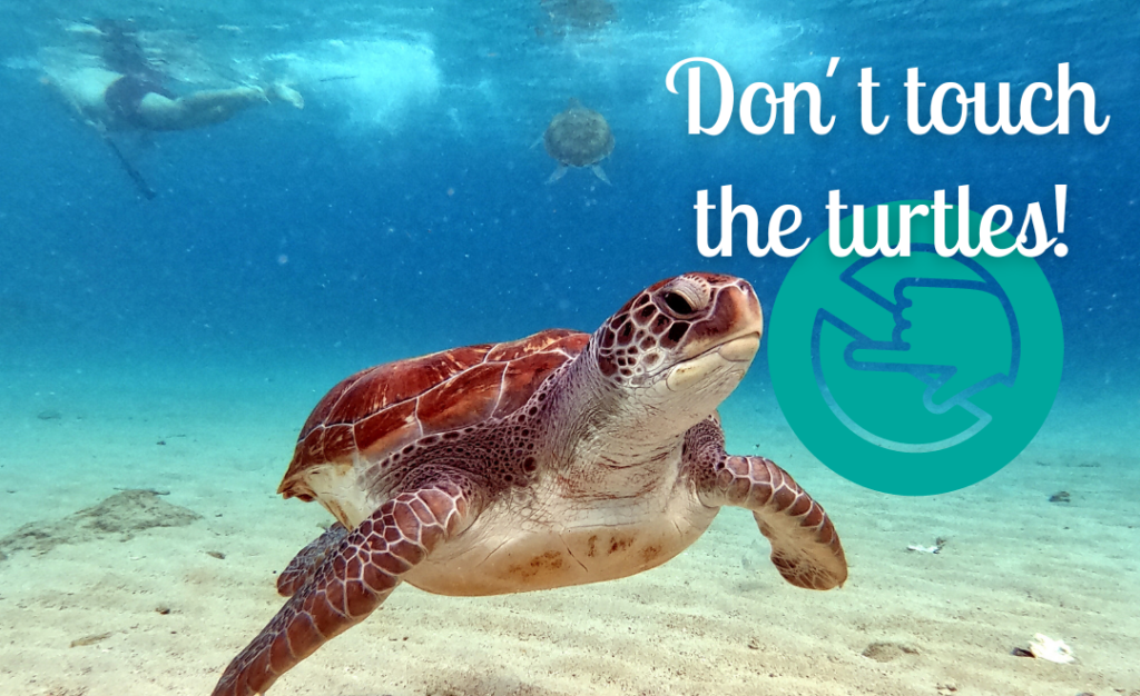 Sea Turtles sustainability 